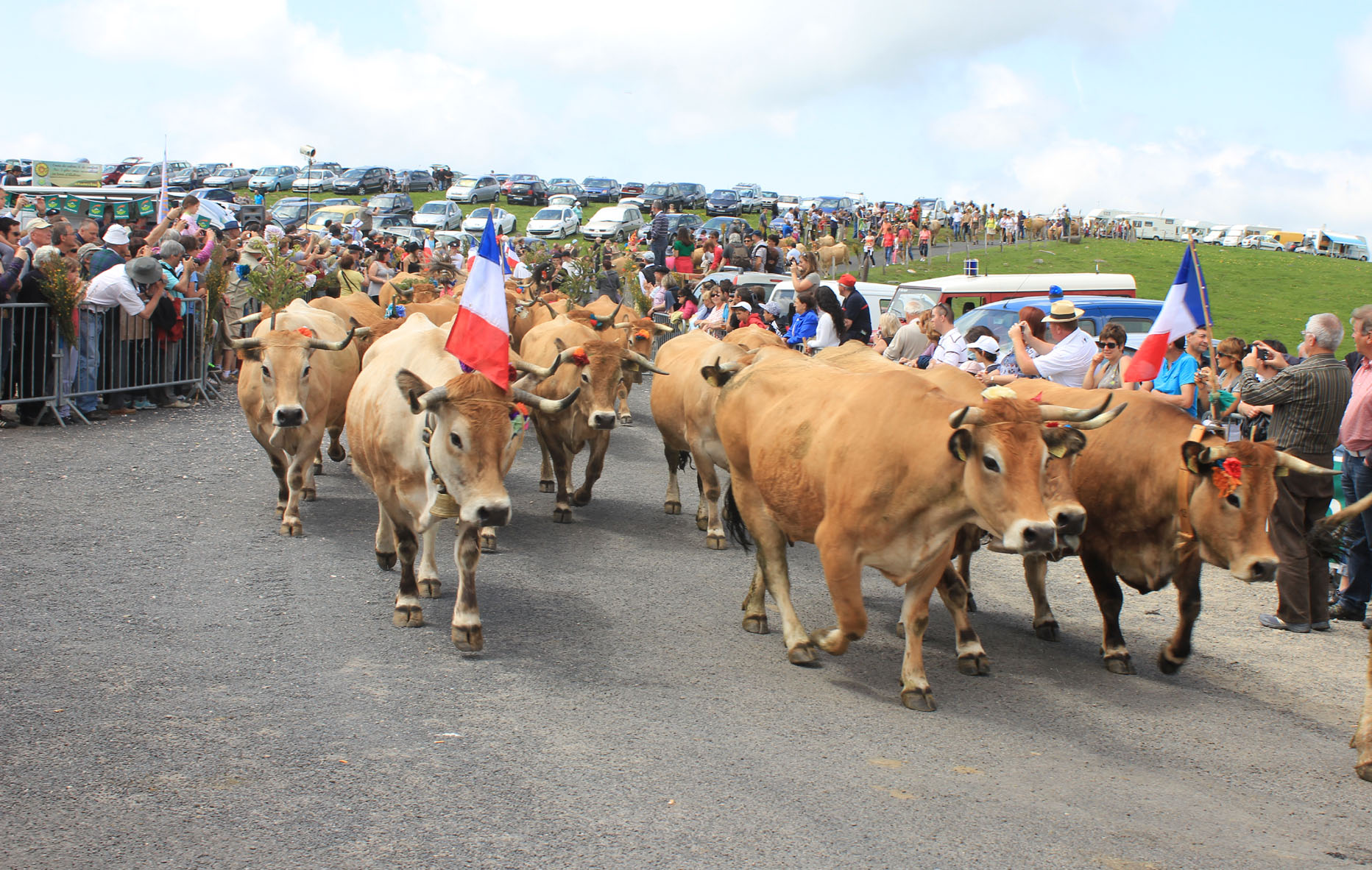 Accéder au col de pour la transhumance Col de Aubrac Sud Lozère